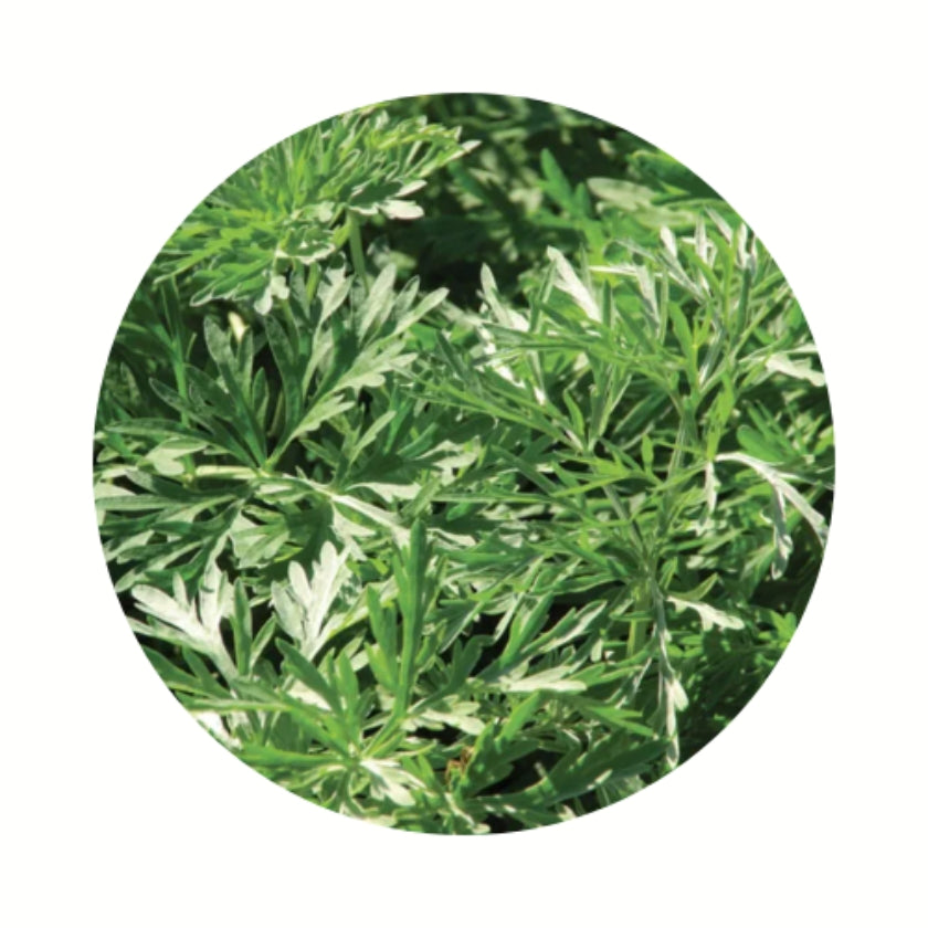 Wormwood Herb