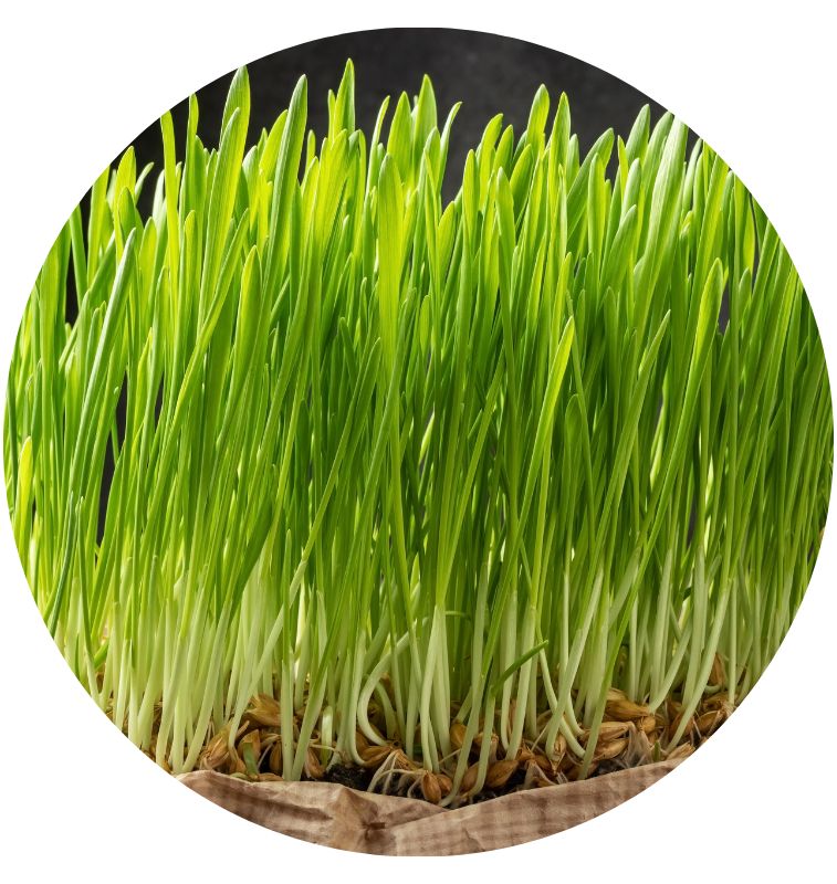 Barley Grass