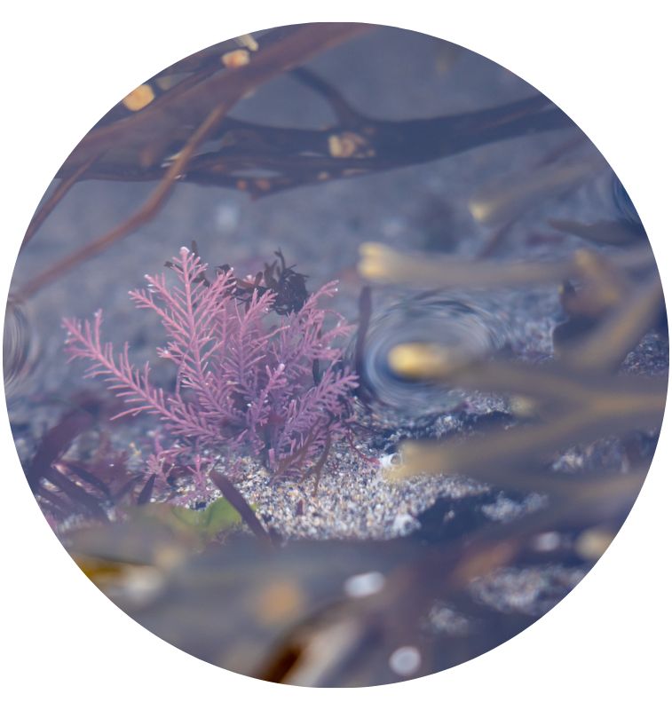 Purple Dulse Seaweed