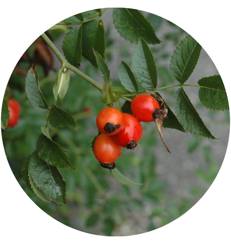 Rose Hip