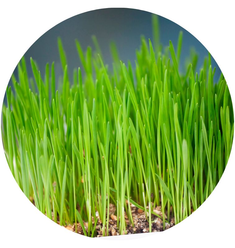 Wheat Grass